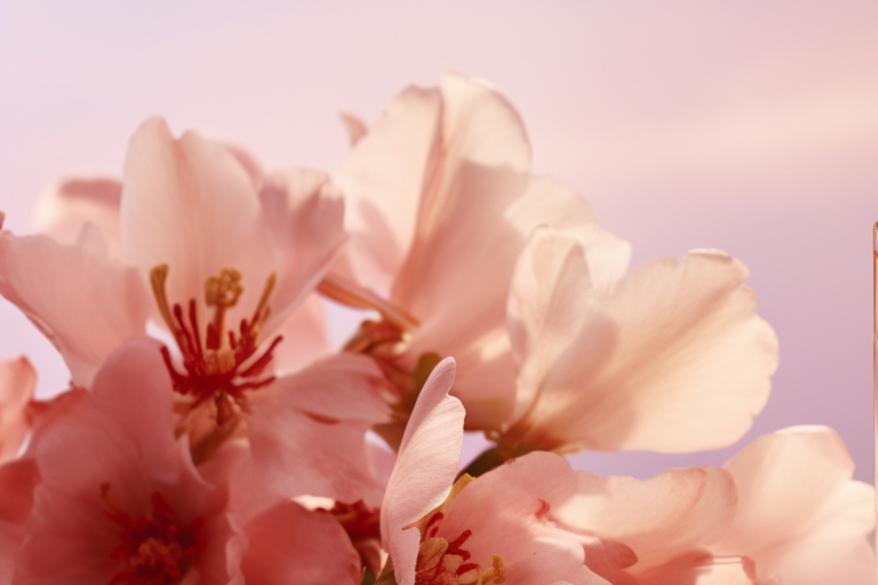 Nourish with Nature, naturally effective skincare