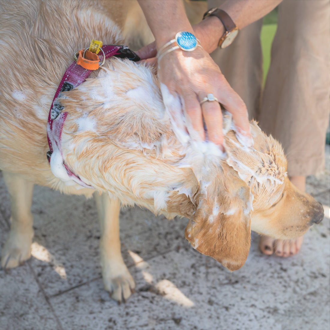 Conditioning Dog Shampoo Bar with  Zinc Pyrithione &amp; Colloidal Oatmeal